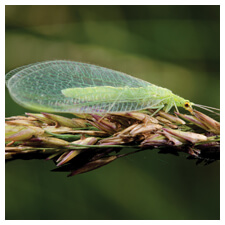 Lacewings (= Good)