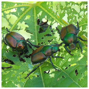 Japanese Beetle Control