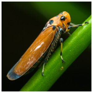 Leafhoppers & Planthoppers