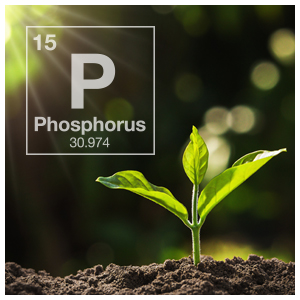Phosphorus (P)