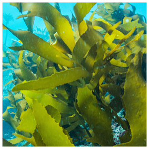 Seaweed & Kelp