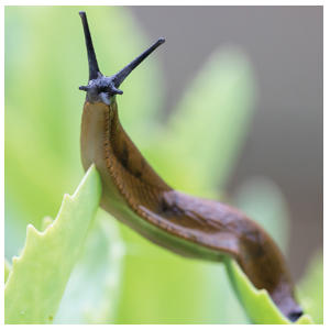 Facts About Slugs