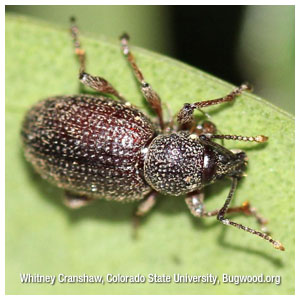 Strawberry Root Weevils