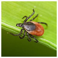 Tick on plant foliage