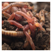 Vermiculture - Worm Bins