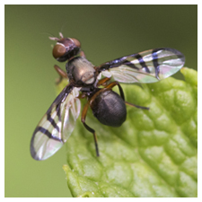 Walnut Husk Fly