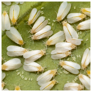 Privilege insecticide controls the whitefly!