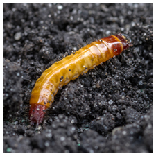 Wireworms and Click Beetles