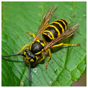Yellow Jackets, Hornets & Wasps