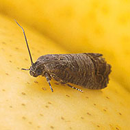 Adult Codling Moth on Pear