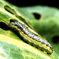 Cross-Striped Cabbageworm Control