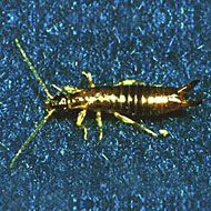 Earwigs Control