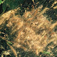 Fall Webworm Control