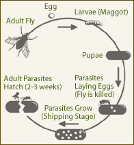 Fly Eliminator Life Cycle