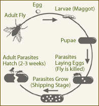 Fly Eliminators®  Biological Fly Control for Horses and Livestock