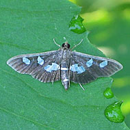 Grape Leaf Folder Control