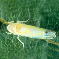 Grape Leafhopper Control