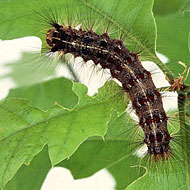 Gypsy Moth Control