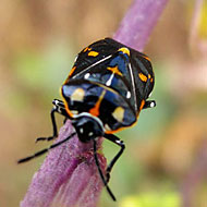 Harlequin Bug Control