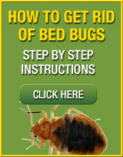 Step by step bed bug removal
