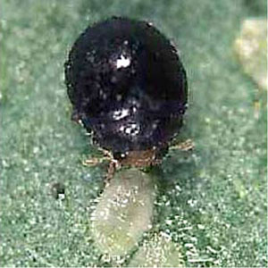 Privilege insecticide controls the whitefly!