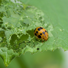 Adult Mexican Bean Beetle Feeding