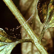 Organic Spider Mite Control – Preventative Control & Treatment