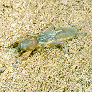 Mole Cricket Control