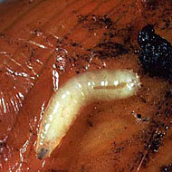 Onion Fly Maggot Control