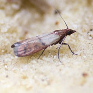 Monterey Pantry Moth Trap