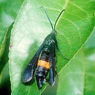 Peachtree Borer Control