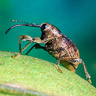 <i>Curculio caryae</i>