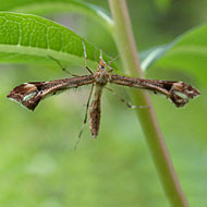 Artichoke Plume Moth Control