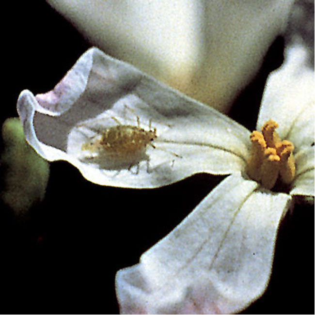 Aphidoletes aphidimyza