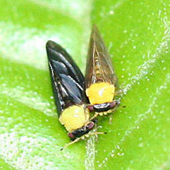 Psyllids Control