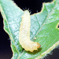 Red Banded Leafroller Control