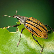 Root Weevil Control