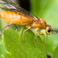 Adult Sawfly Pest