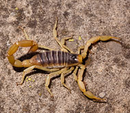 Scorpion Control
