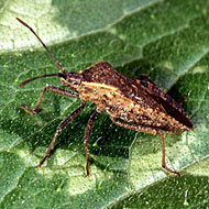 Squash Bug Control