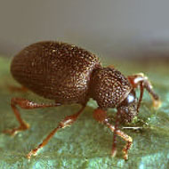 Strawberry Root Weevil