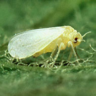 Sweet Potato Whitefly Control