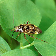 Tarnished Plant Bug Control