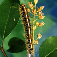 Tent Caterpillar Control