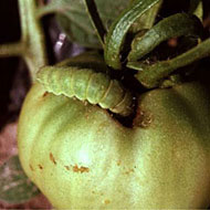 Tomato Fruitworm Control