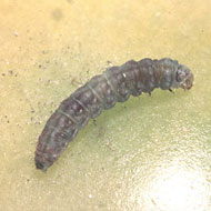 Tomato Pinworm Control