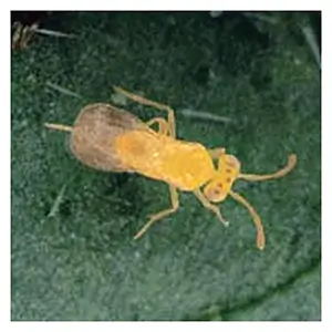 Eretmocerus eremicus Eretmocerus eremicus