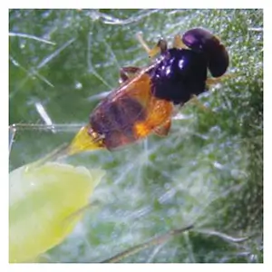 Aphelinus abdominalis