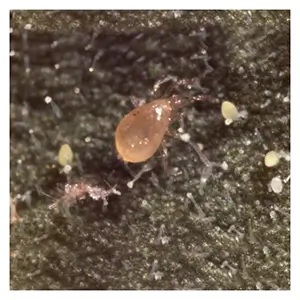 Amblyseius swirskii Amblyseius swirskii