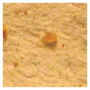 Amblyseius andersoni